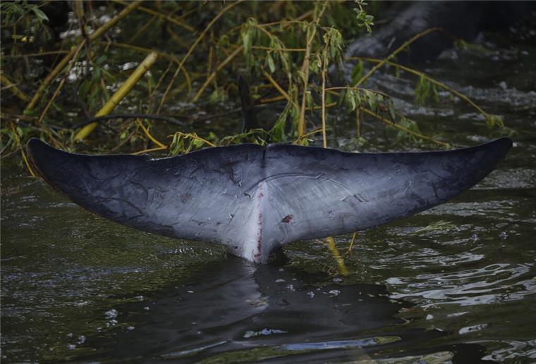 Verbotenes Souvenir: Wer Walfleisch importiert, muss mit Konsequenzen rechnen Die Schwanzflosse eines Zwergwals schaut in einer engen Bucht in der Nähe der Schleuse Teddington Lock aus dem Wasser. Der Zoll warnt vor dem Import von Walfleisch in die EU.