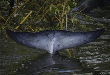 Die Schwanzflosse eines Zwergwals schaut in einer engen Bucht in der Nähe der Schleuse Teddington Lock aus dem Wasser. Der Zoll warnt vor dem Import von Walfleisch in die EU. 