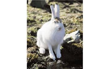 Der Zoo am Meer gibt drei Schneehasen an einen bayrischen Tierpark ab