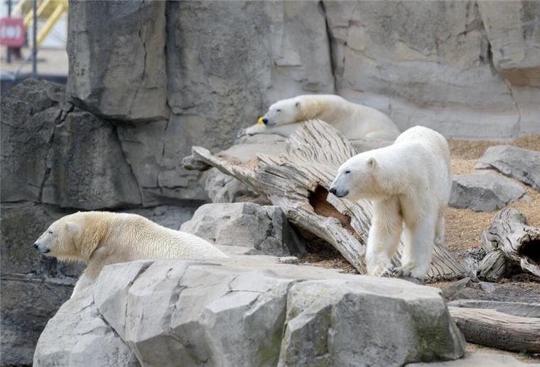 Drei Eisbären im Gehege vom Zoo am Meer.