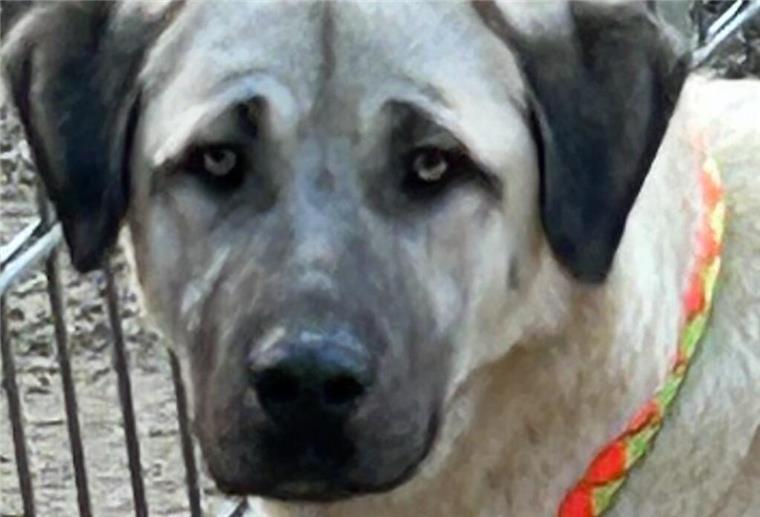 Bruno, der Kangal-Rüde, wartet sehnsüchtig auf ein neues Zuhause Hund Bruno