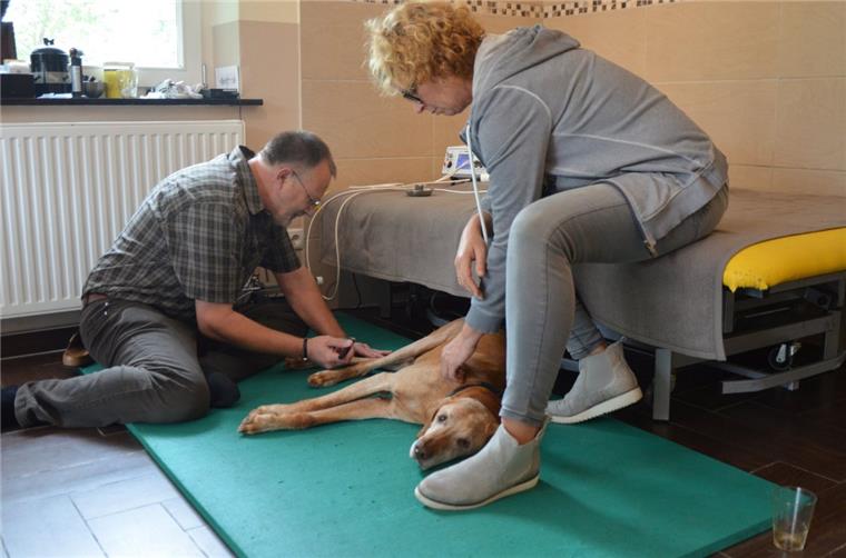 Akupunktur für Hund und Katze in Wilstedt Der zwölfjährige Ungarische Vorstehhund Picky hat Probleme mit seinen Hinterläufen. Der Hundephysiotherapeut Detlef Pilath aus Wilstedt gibt ihm Akupunktur. Pickys Frauchen Cornelia Krüger weicht dabei nicht von seiner Seite.