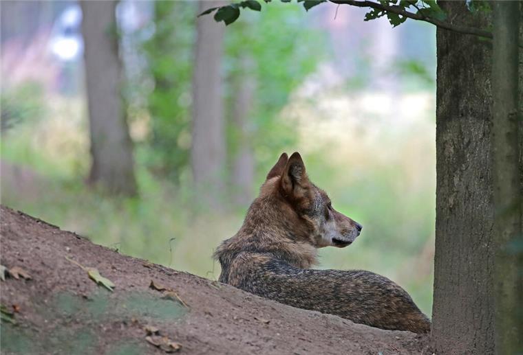 Umweltminister Meyer stellt regionalen Wolf-Abschuss in Aussicht Derzeit gebe es ein rechtliches Problem bei der sogenannten Entnahme von „Problemwölfen“ - Meyer stellt nun einen zeitlich befristeten und regionalen Wolf-Abschuss in Aussicht.