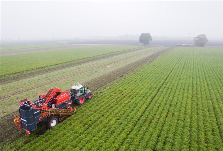 Ein Landwirt erntet Bio-Möhren auf einem Feld (Luftaufnahme mit Drohne)