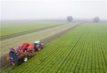 Ein Landwirt erntet Bio-Möhren auf einem Feld (Luftaufnahme mit Drohne)