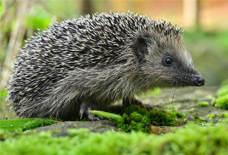 NABU ruft zur großen Igel- und Maulwurf-Zählung auf Deutschland sucht den Super-Igel – Der NABU startet wieder eine Zählung der Tiere.