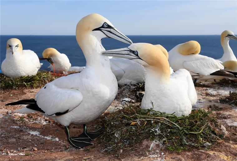 Basstölpel auf Helgoland von Vogelgrippe bedroht Deutschlands einzige Kolonie des Basstölpels auf Helgoland ist inzwischen von der Vogelgrippe betroffen.