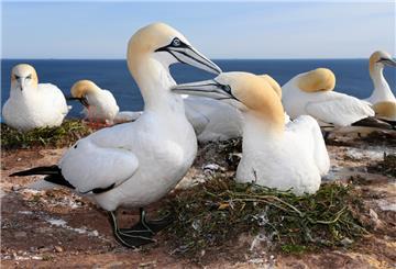 Deutschlands einzige Kolonie des Basstölpels auf Helgoland ist inzwischen von der Vogelgrippe betroffen.
