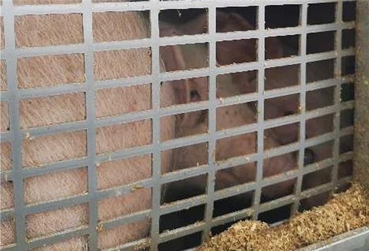 Laster überladen: Zu viele Ferkel an Bord Das Foto zeigt die dicht an dicht stehenden Ferkel auf dem Tiertransporter.