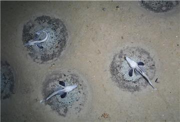 Dicht an Dicht: Eisfische bewachen im antarktischen Weddellmeer ihre Nester. Mehr als 10000 Nester haben die AWI-Wissenschaftler allein auf ihren Aufnahmen gezählt.