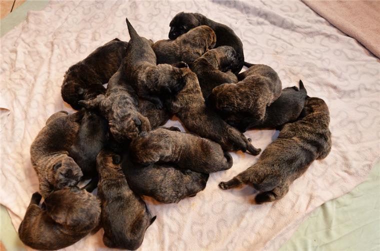 Oh, wie süß: Diese Doggen-Welpen sind putzig - und ein biologisches Wunder Die 17 Welpen haben es sich auf einer Decke gemütlich gemacht.