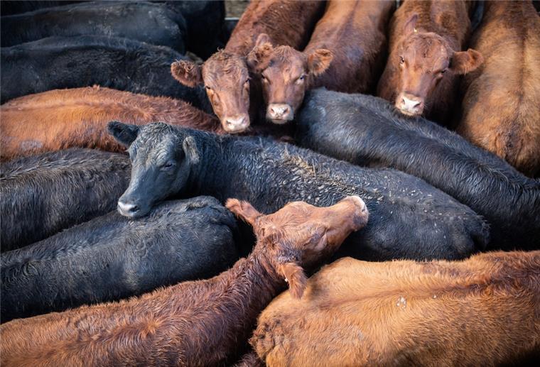 Brennender Radlader in Hude bringt Stall mit 36 Rindern in Gefahr Rinder und Kälber stehen dicht gedrängt beieinander und blicken nach oben.