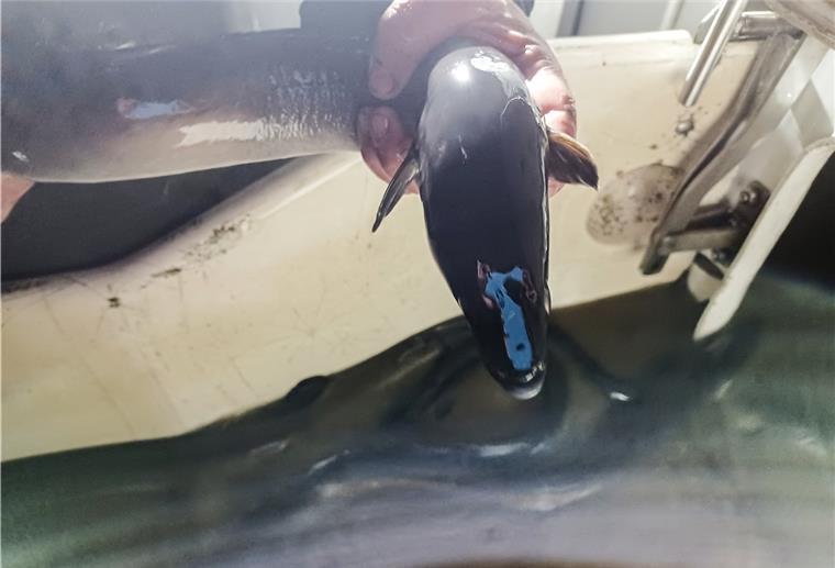 Weser-Aale fahren Taxi nach Dedesdorf Die Aale sollen über die Unterweser sicher die Nordsee erreichen, um sich auf ihre lange Reise zu den Laichgebieten zu begeben.