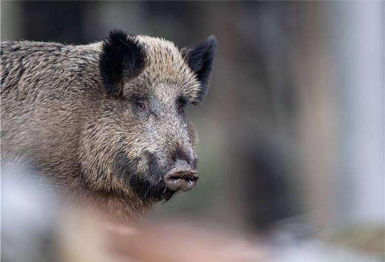 Afrikanische Schweinepest in Deutschland angekommen Die Afrikanische Schweinepest ist erstmals in Deutschland nachgewiesen worden. Die für Menschen ungefährliche Tierseuche ist bei einem toten Wildschwein in Brandenburg bestätigt worden, wie Bundesagrarministerin Klöckner mitteilte.