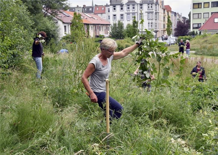 Bürgerinitiative bangt um den "Zolli" Die Aktivisten der "Zolli"-Initiative arbeiten ehrenamtlich an der Umgestaltung des Platzes zu einem naturnahen Anwohnerpark. Foto Scheschonka