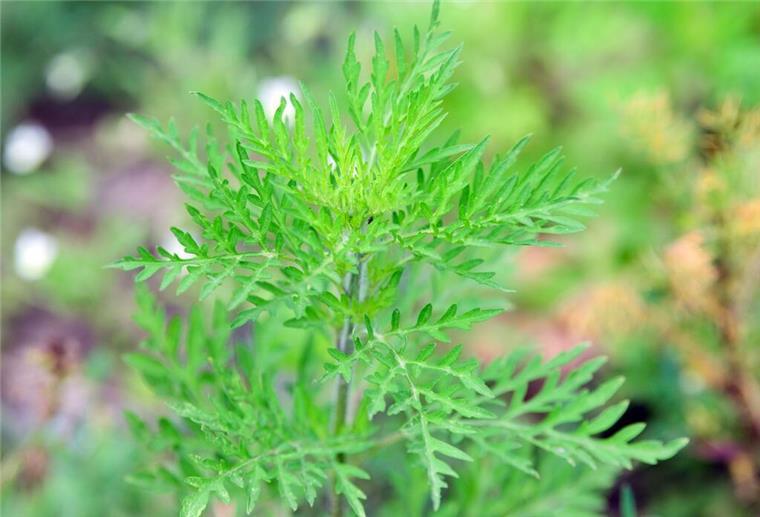 Gefahr im Garten! Dieses unscheinbare Unkraut sollte sofort entfernt werden Eine junge Ambrosia-Pflanze wächst auf einem Feld.