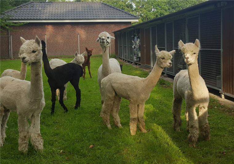 Alpakas und Ponys landen in Oldenburg bei der Polizei Die Alpakas sind vorerst bei der Oldenburger Polizei untergekommen.