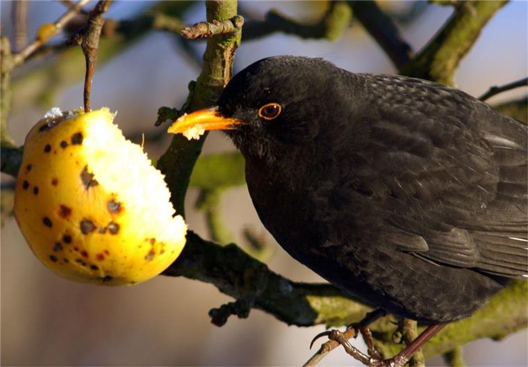 Zahl des Tages: 849 Die Amsel wurde im Cuxland am häufigsten gezählt.
