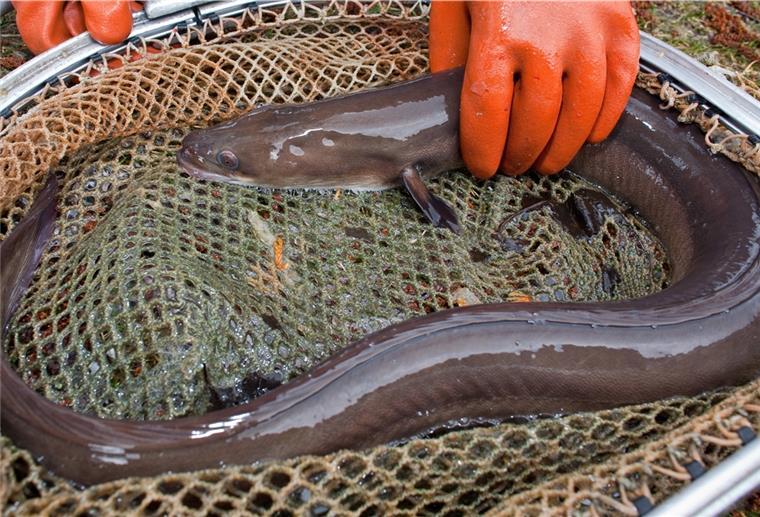 Bederkesa: So wird der See jetzt bewirtschaftet Die Anbindung des Bederkesaer Sees an den Hadelner Kanal, die den Fischen als Zu- und Abwanderungsmöglichkeit dient, sowie seine Nähe zur Nordsee macht das Gewässer für den Artenschutz des gefährdeten Aals (Bild) interessant.