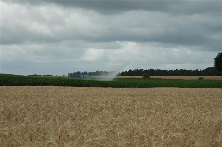 Experten rechnen mit hohen Ernteeinbußen im Elbe-Weser-Dreieck Die anhaltende Trockenheit macht vielen Landwirten zu schaffen. Selbst Maisfelder werden beregnet. Die Ernteprognose ist mau.