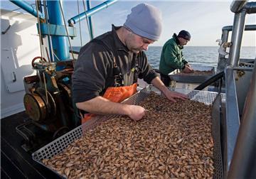 Die Anzahl der Krabben in der Nordsee ist sprunghaft angestiegen: Statt wie im Sommer rund 800 Kilogramm fängt ein Kutter jetzt wöchentlich gut drei Tonnen Krabben. Wie lange die großen Fangmengen noch erzielt werden können, lässt sich allerdings kaum vorhersehen.