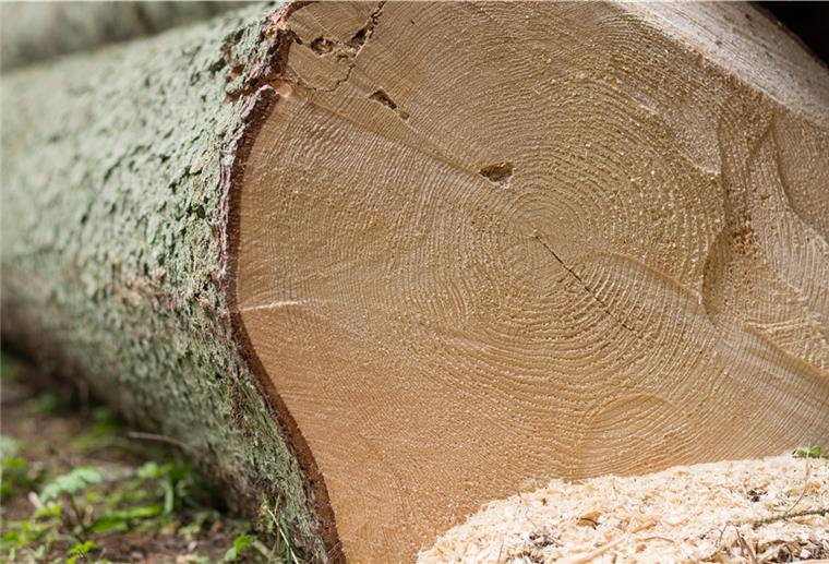 Wulsdorfer Wald wird aufgeräumt Die Arbeiten mit schwerem Gerät im Wulsdorfer Wasserwerkswald sind auch während der Brut- und Setzzeit rechtens.