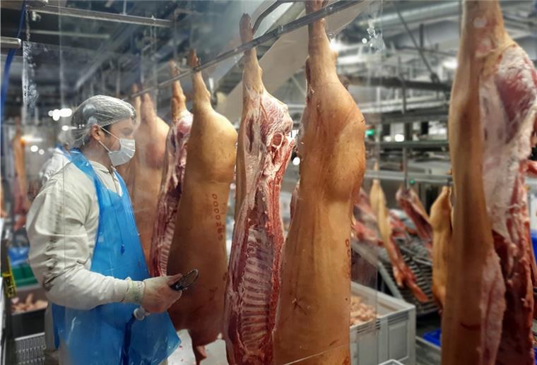 Schlachtkonzern Tönnies will Lohnerstattung durchsetzen Die Arbeitsplätze der Tönnies-Mitarbeiter sind jetzt durch Plexiglasscheiben voneinander getrennt. Am Donnerstag wurden die ersten 8000 Schweine geschlachtet.