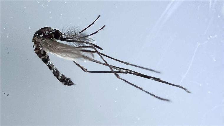 Gesundheitsamt weitet Überwachung von Tigermücken aus Die Asiatische Tigermücke kann unter anderem den Erreger des Denguefiebers übertragen.