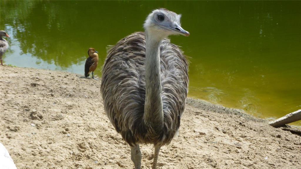 Die aufdringlichsten Tiere im Tierpark: Nandus. Sie rücken den Besuchern auf die Pelle.