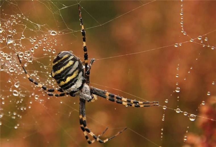 Auffällige Farbe und Zickzack-Netz: Diese Spinne erobert Gärten im Weser-Elbe-Raum Die auffällige Wespenspinne breitet sich im Weser-Elbe-Raum immer weiter aus und sorgt für Unsicherheit.