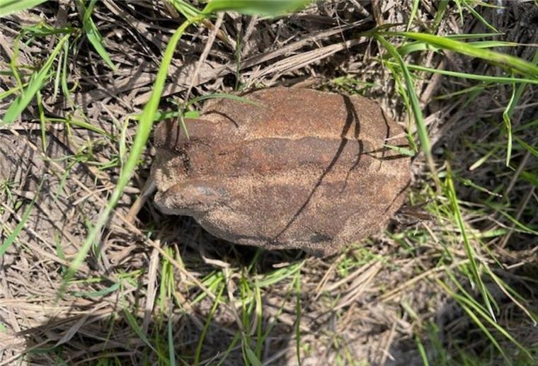 Die aufgefundene Splittergranate ist ein Relikt aus dem Zweiten Weltkrieg.