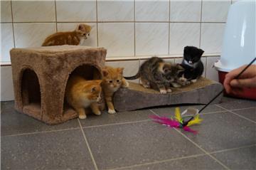 Die Aufnahmekapazitäten für Katzenwelpen sind in der Wesermarsch laut Tierschutzverein erschöpft.