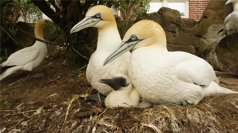Die Basstölpel aus dem Zoo am Meer in Bremerhaven sollen vorübergehend in den Ställen bleiben.