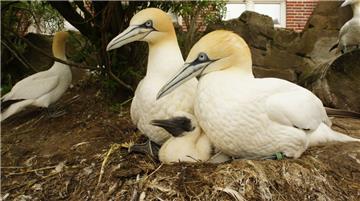Die Basstölpel aus dem Zoo am Meer in Bremerhaven sollen vorübergehend in den Ställen bleiben.