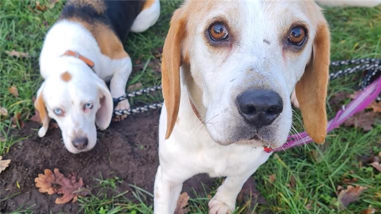 Mutter-Tochter-Duo: Beagle-Hündinnen suchen ein gemeinsames Zuhause Die Beagles Biene und Maja
