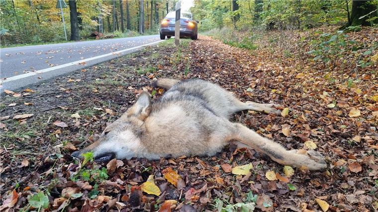 Risse im Rheiderland - Wölfin bei Unfall getötet Die bei einem Verkehrsunfall getötete Wölfin ist laut Experten in 14 Fällen für Risse von Nutztieren in Ostfriesland verantwortlich. (Symbolbild)