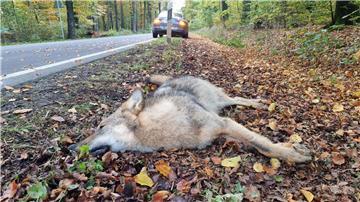 Die bei einem Verkehrsunfall getötete Wölfin ist laut Experten in 14 Fällen für Risse von Nutztieren in Ostfriesland verantwortlich. (Symbolbild) 
