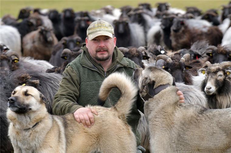 NABU: Zäune und Herdenschutzhunde sollen Wölfe fernhalten Die beiden Herdenschutzhunde Debbie und Cooper haben eine wichtige Aufgabe: Sie sollen die Heidenschnucken-Schafherde von Holger Benning vor Wölfen schützen. Das ist zugleich eine Maßnahme, die der Naturschutzbund Niedersachsen Tierhaltern im Projekt „Herdenschutz“ empfiehlt.