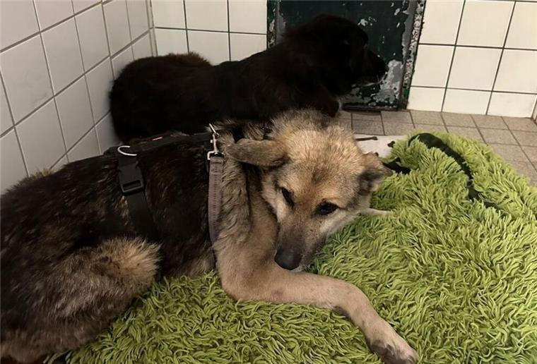 Zwei herrenlose Hunde irren völlig entkräftet durch den Kreis Cuxhaven Die beiden Hunde haben nervenaufreibende Stunden hinter sich. Jetzt brauchen sie Hilfe.