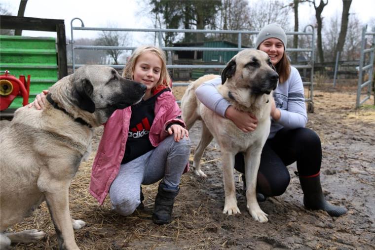 Schutz vor Wölfen: Hunde beißen Artgenossen im Cuxland Die beiden Schutzhunde der Rasse Kangale, Shira und Attila, mögen viel Zuwendung.