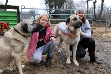 Die beiden Schutzhunde der Rasse Kangale, Shira und Attila, mögen viel Zuwendung. 