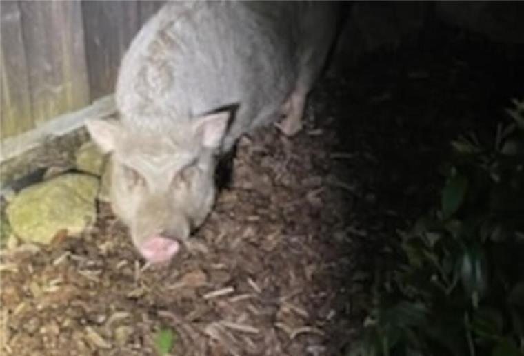 Was für eine Schweinerei: Ungewöhnlicher Einsatz für die Rotenburger Polizei Schwein