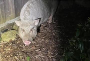 Schwein