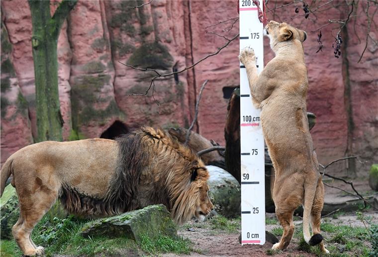 Zoo Hannover trauert um Berberlöwin Naima Die Berberlöwen Basu (links) und Naima vor drei Jahren im Zoo Hannover.
