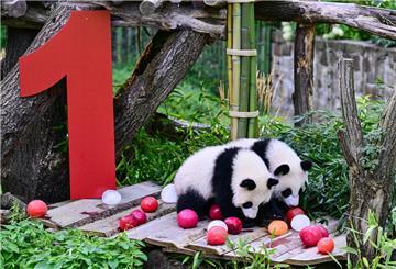 Die Berliner Pandabären-Zwillinge Leni und Lotti stehen während ihrer Geburtstagsfeier im Zoologischen Garten Berlin neben einer 1. 