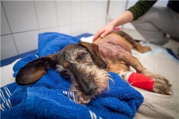 Die betagte Dackeldame, welche Opfer des Kampfhundeangriffs in der Potsdamer Straße wurde, hat den Angriff nicht überlebt.