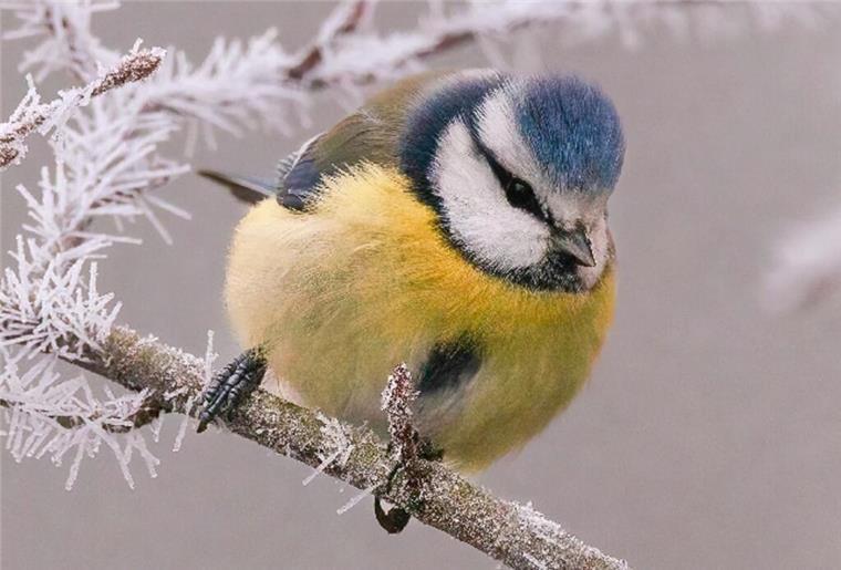 Naturschutzbund ruft zur winterlichen Vogelzählung auf Blaumeise