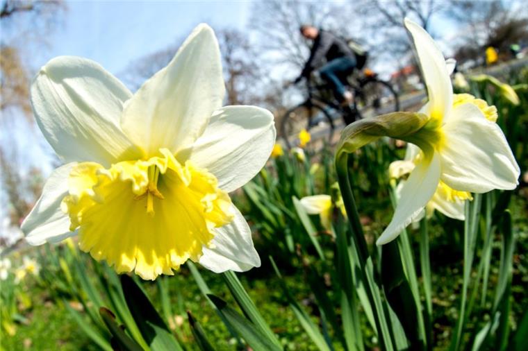 Das lieben die nord24-User am Frühling Die blühenden Blumen sind für die nord24-User eines der schönsten Dinge am Frühling.