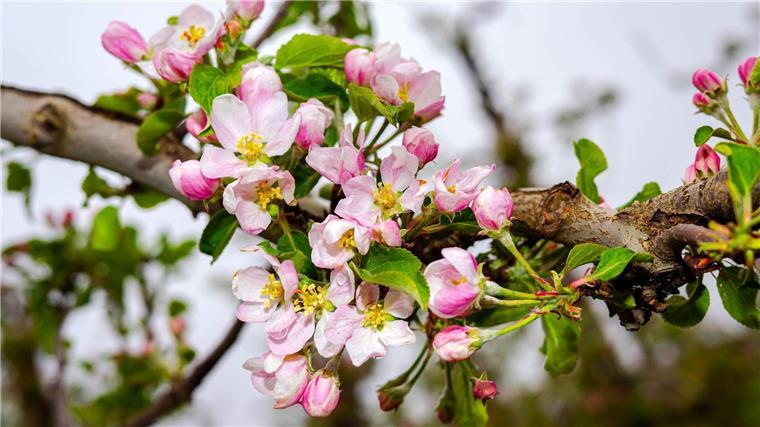 Die Blüte der Äpfel beginnt zu Ostern.