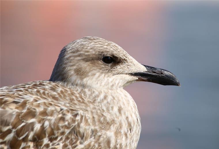 Bremerhaven: Feuerwehr rät, Jungmöwen in Ruhe zu lassen Die braungrauen Jungmöwen verlassen schon Stunden nach dem Schlüpfen das Nest.